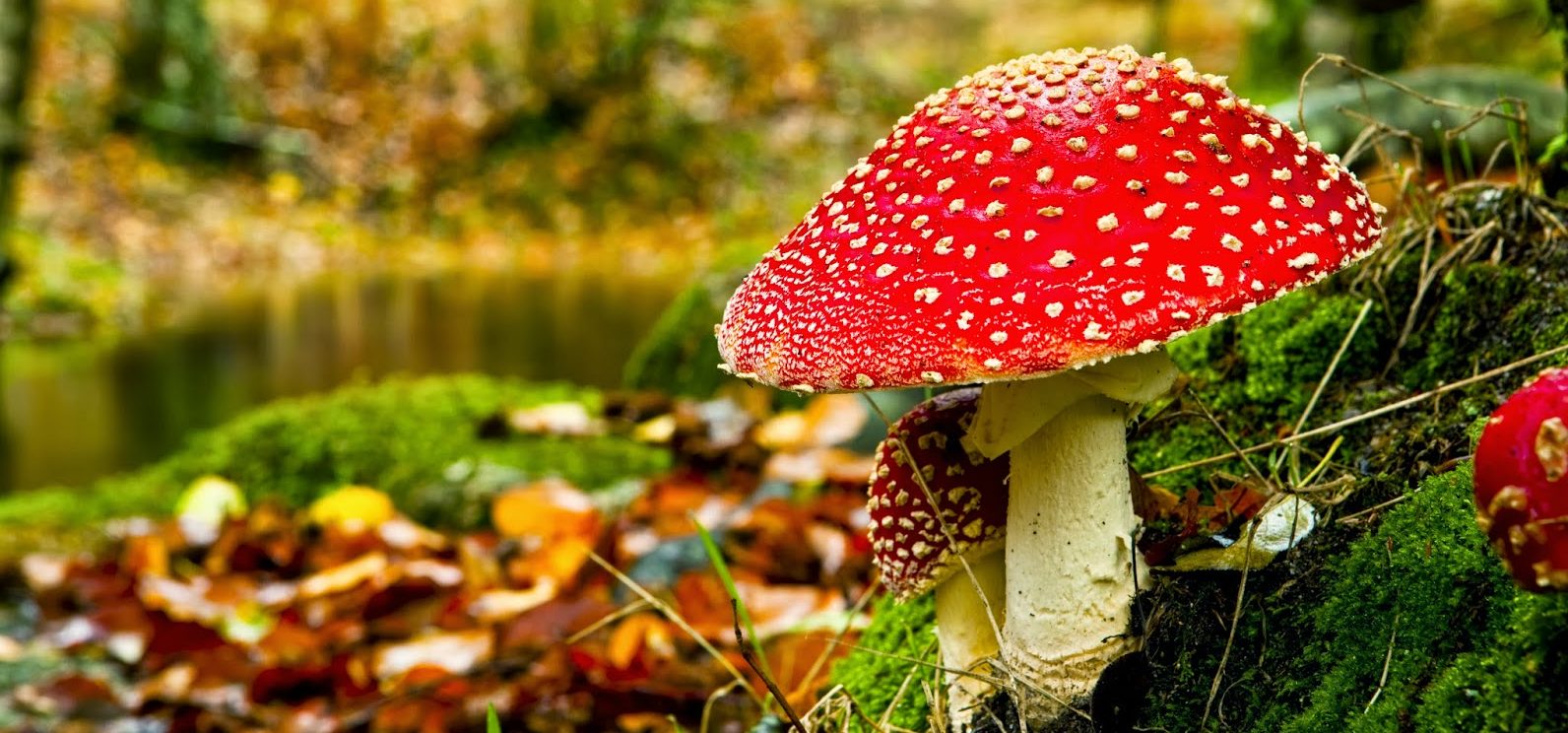 herfst-achtergrond-met-rode-paddenstoel-in-het-bos2